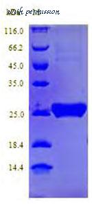 MyBioSource MBS1113428 image 1