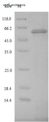 MyBioSource MBS1122843 image 1