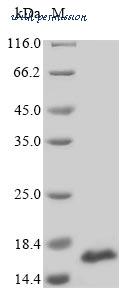 MyBioSource MBS1134791 image 1