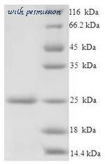 MyBioSource MBS1177087 image 1