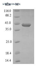 MyBioSource MBS1182203 image 1