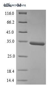 MyBioSource MBS1189059 image 1