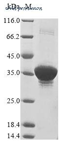 MyBioSource MBS1199359 image 1