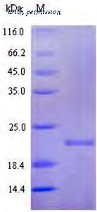 MyBioSource MBS1212920 image 1