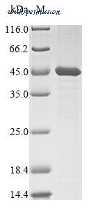 MyBioSource MBS1218993 image 1