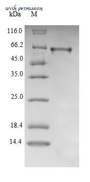 MyBioSource MBS1219313 image 1
