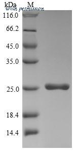 MyBioSource MBS1244506 image 1