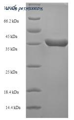 MyBioSource MBS1250406 image 1
