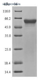 MyBioSource MBS1251073 image 1