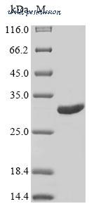 MyBioSource MBS1252543 image 1