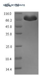 MyBioSource MBS1256844 image 1