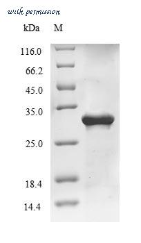 MyBioSource MBS1256969 image 1
