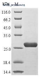MyBioSource MBS1259176 image 1