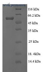 MyBioSource MBS1265229 image 1