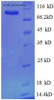 MyBioSource MBS1265357 image 1