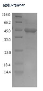 MyBioSource MBS1281588 image 1