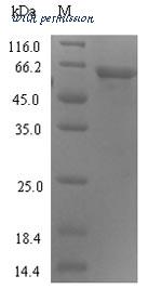 MyBioSource MBS1295705 image 1