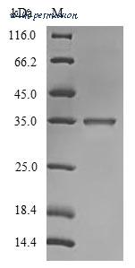 MyBioSource MBS1304093 image 1