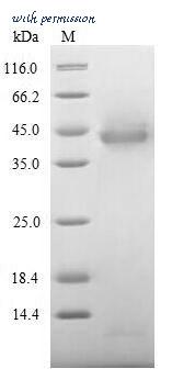 MyBioSource MBS1307065 image 1
