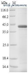 MyBioSource MBS1314844 image 1
