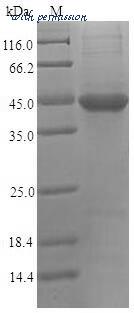 MyBioSource MBS1320948 image 1