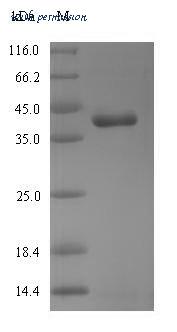 MyBioSource MBS1327157 image 1
