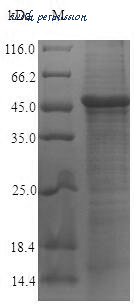 MyBioSource MBS1330158 image 1