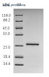 MyBioSource MBS1348705 image 1