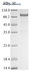 MyBioSource MBS1386909 image 1