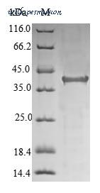 MyBioSource MBS1389443 image 1