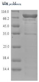 MyBioSource MBS1394153 image 1