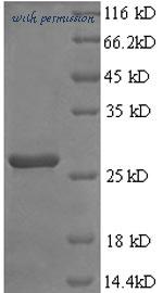MyBioSource MBS1394494 image 1