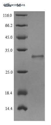 MyBioSource MBS1394634 image 1