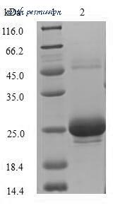 MyBioSource MBS1399508 image 1