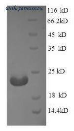 MyBioSource MBS1402998 image 1