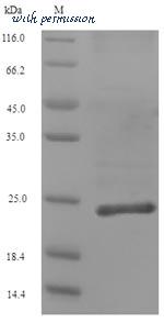 MyBioSource MBS1420623 image 1