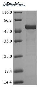 MyBioSource MBS1421752 image 1