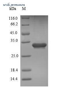 MyBioSource MBS1431009 image 1