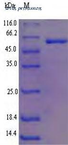 MyBioSource MBS1432139 image 1