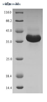 MyBioSource MBS1443067 image 1