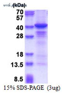 MyBioSource MBS145550 image 1
