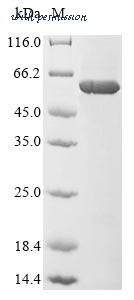 MyBioSource MBS1467924 image 1