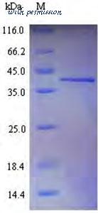 MyBioSource MBS1476116 image 1