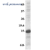 MyBioSource MBS153301 image 1
