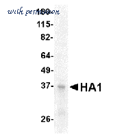 MyBioSource MBS154165 image 1