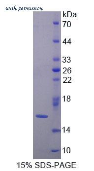 MyBioSource MBS2008997 image 1