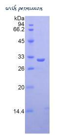 MyBioSource MBS2009080 image 2
