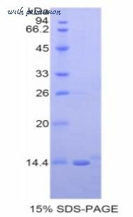 MyBioSource MBS2009107 image 2