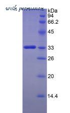 MyBioSource MBS2009161 image 2