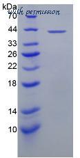 MyBioSource MBS2009192 image 2